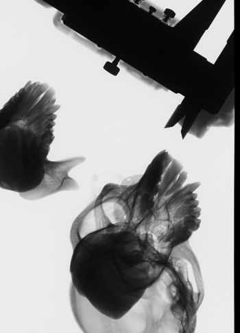 Media type: image;   Mammalogy 35576